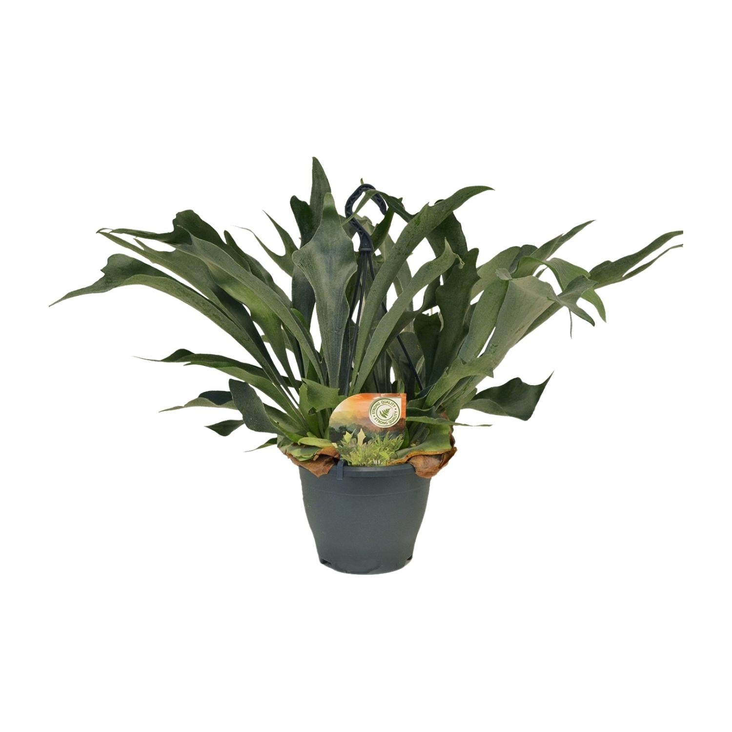 Geweihfarn kaufen | Platycerium bifurcatum Hängepflanze 50 cm