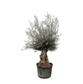 Olivenbaum - Olea Europaea Bonsai - 270cm- Ø80