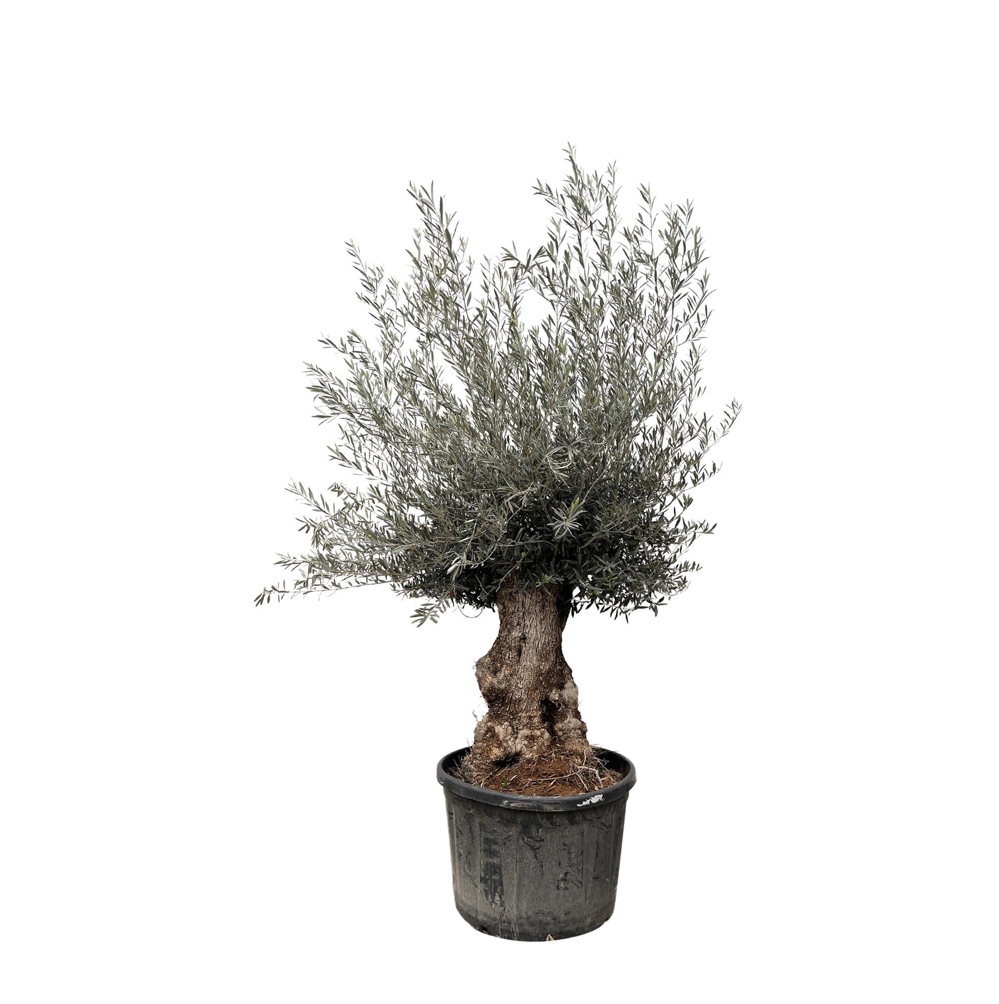 Olivenbaum - Olea Europaea Bonsai - 270cm- Ø80