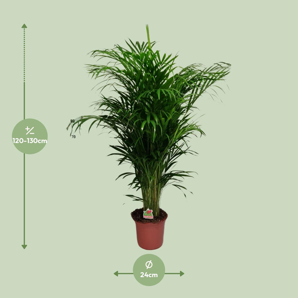 Areca Palme groß | Dypsis lutescens 125 cm Zimmerpalme