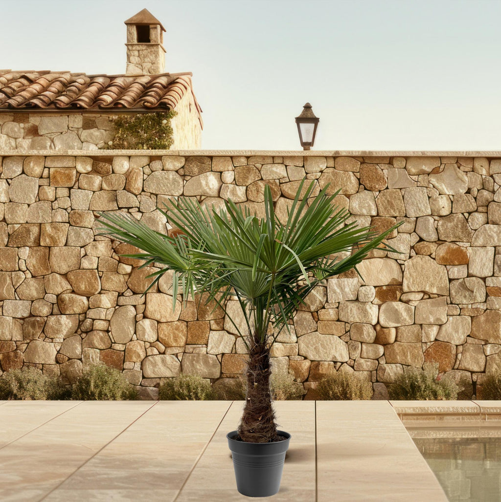 Chinesische Hanfpalme - Trachycarpus Fortuneii - 220 - 240cm - Ø40-45