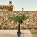 Chinesische Hanfpalme - Trachycarpus Fortuneii - 220 - 240cm - Ø40-45