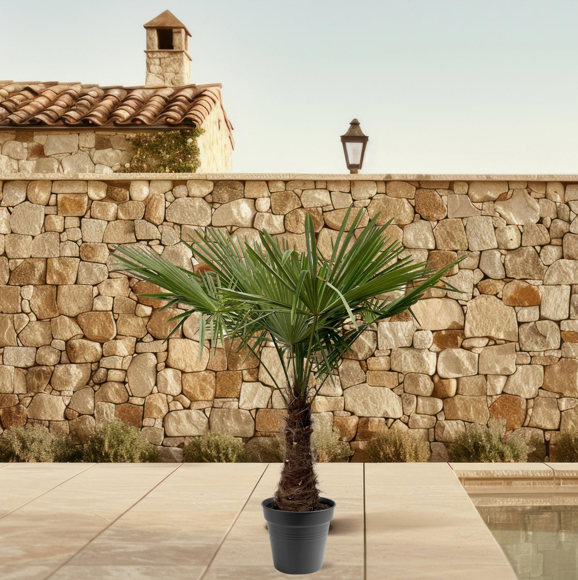 Chinesische Hanfpalme - Trachycarpus Fortuneii - 220 - 240cm - Ø40-45