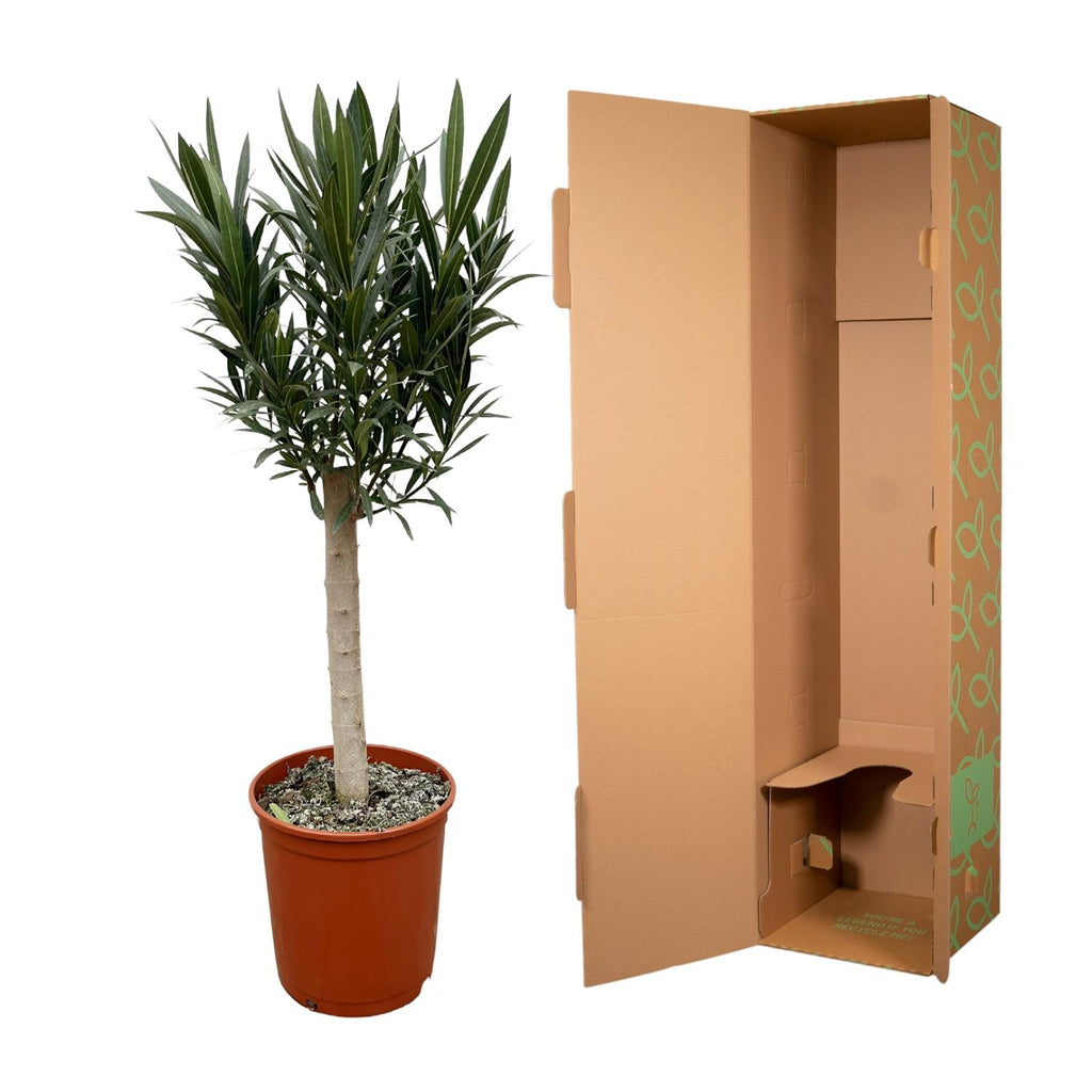 Echter Oleander - Nerium Oleander - 110cm - Ø22
