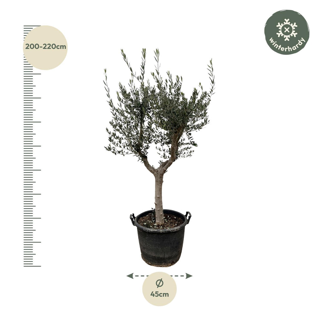 Olivenbaum - Olea Europaea Cultivo - 230cm- Ø45