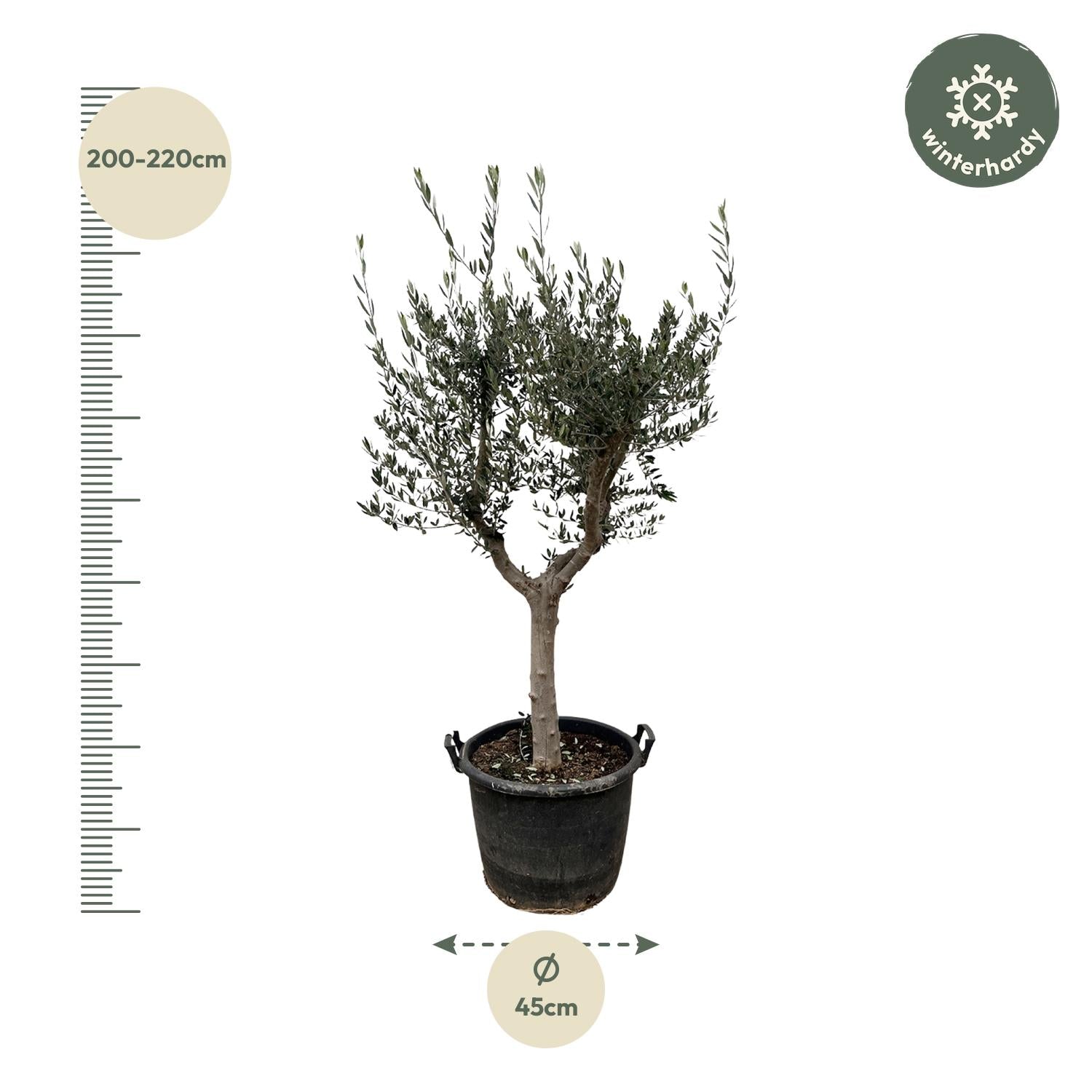 Olivenbaum - Olea Europaea Cultivo - 230cm- Ø45