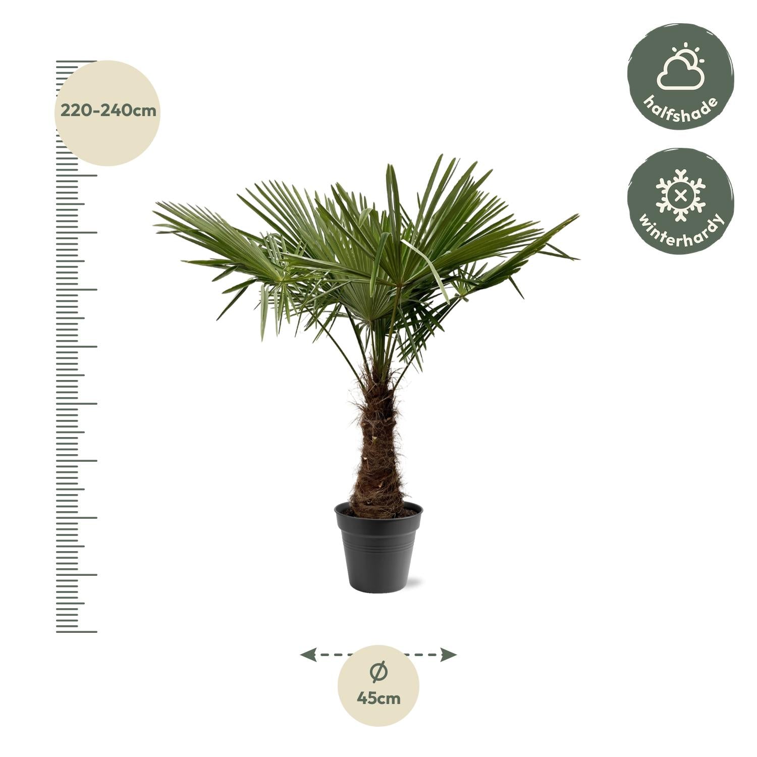 Chinesische Hanfpalme - Trachycarpus Fortuneii - 220 - 240cm - Ø40-45