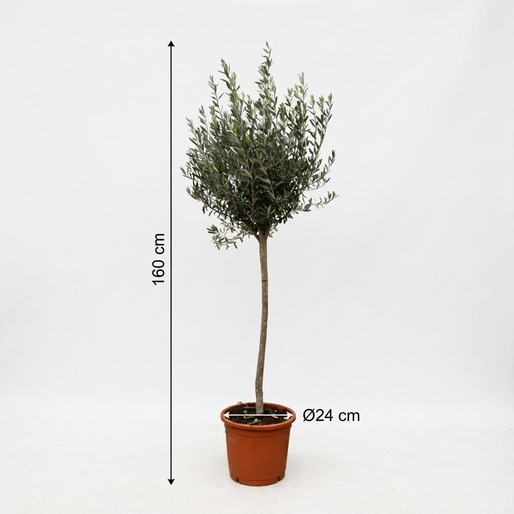 Olivenbaum  - Olea Europaea - 160cm- Ø24