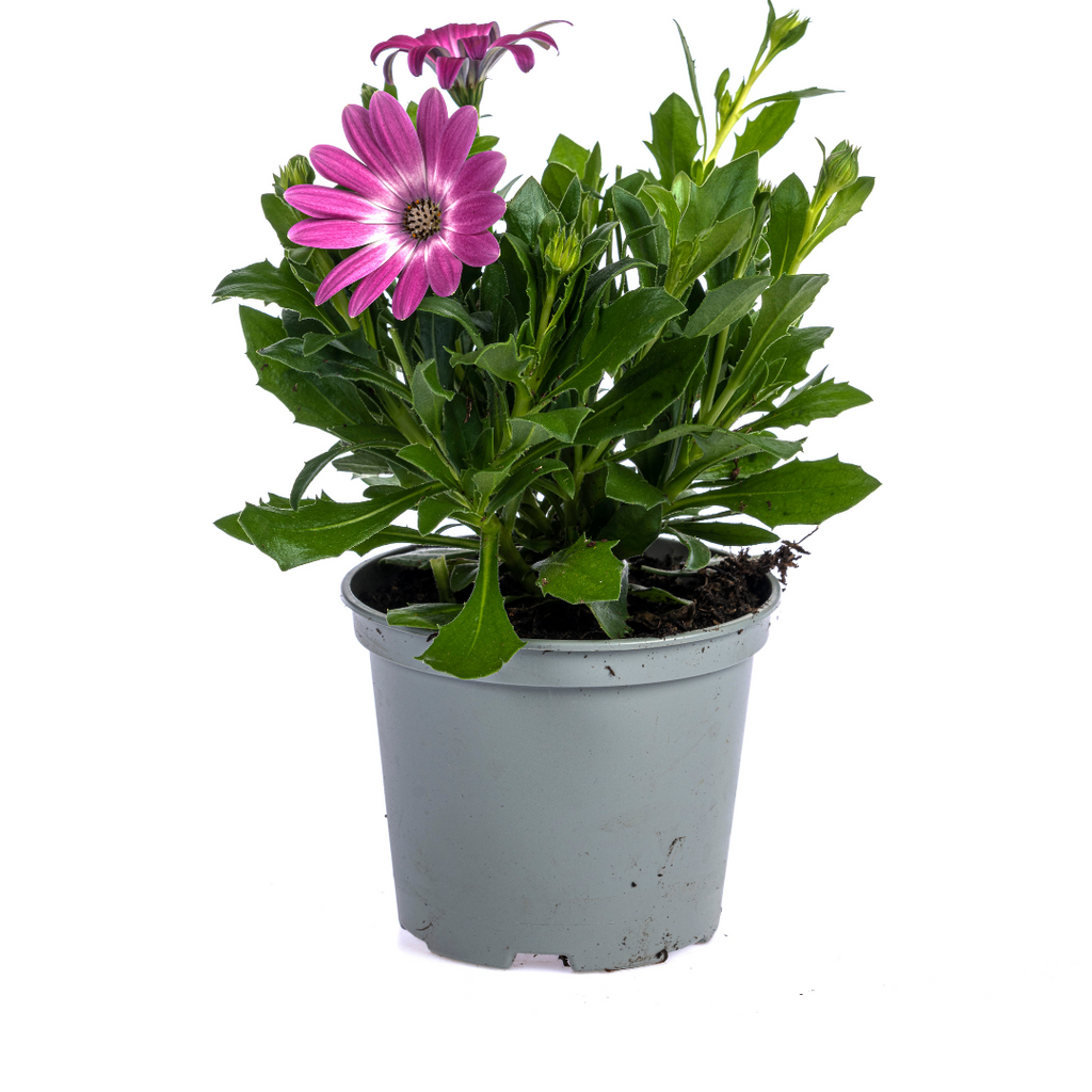 Kapmargerite Pink 8er Set kaufen | Osteospermum für Balkon & Garten